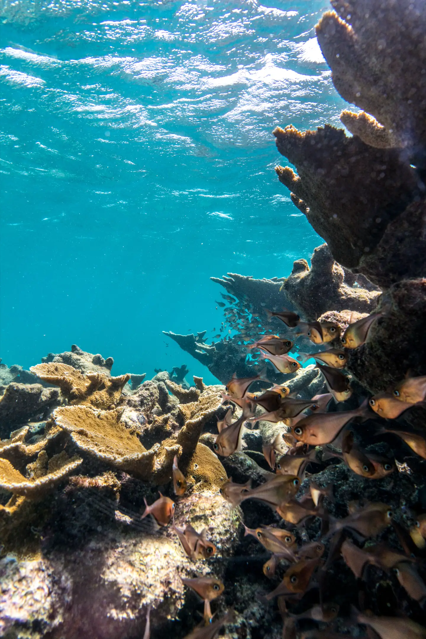 Reef under clear water in Aruba